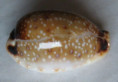 /products/cypraea-gangranosa-reentsii-dunker-18522/